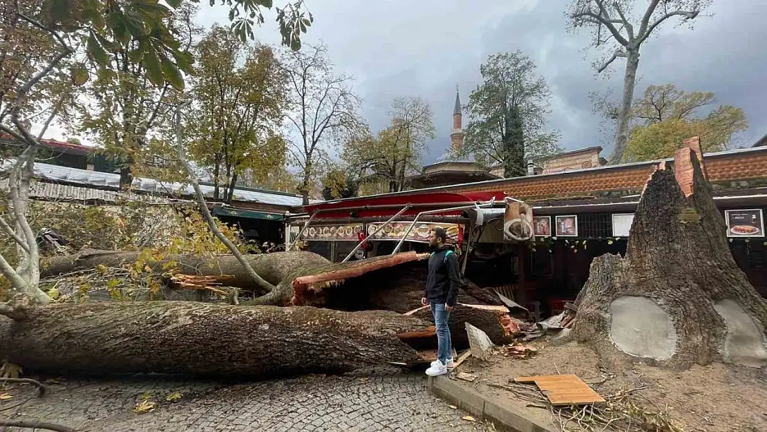 Tarihi Kozahan'da 250 yaşındaki tarihi çınar fırtınaya dayanamadı