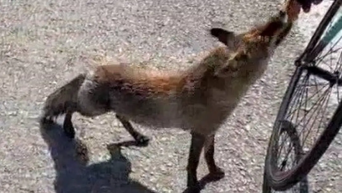 Tarihi yarımadanın maskotu olan tilki, sporcunun elinden beslendi