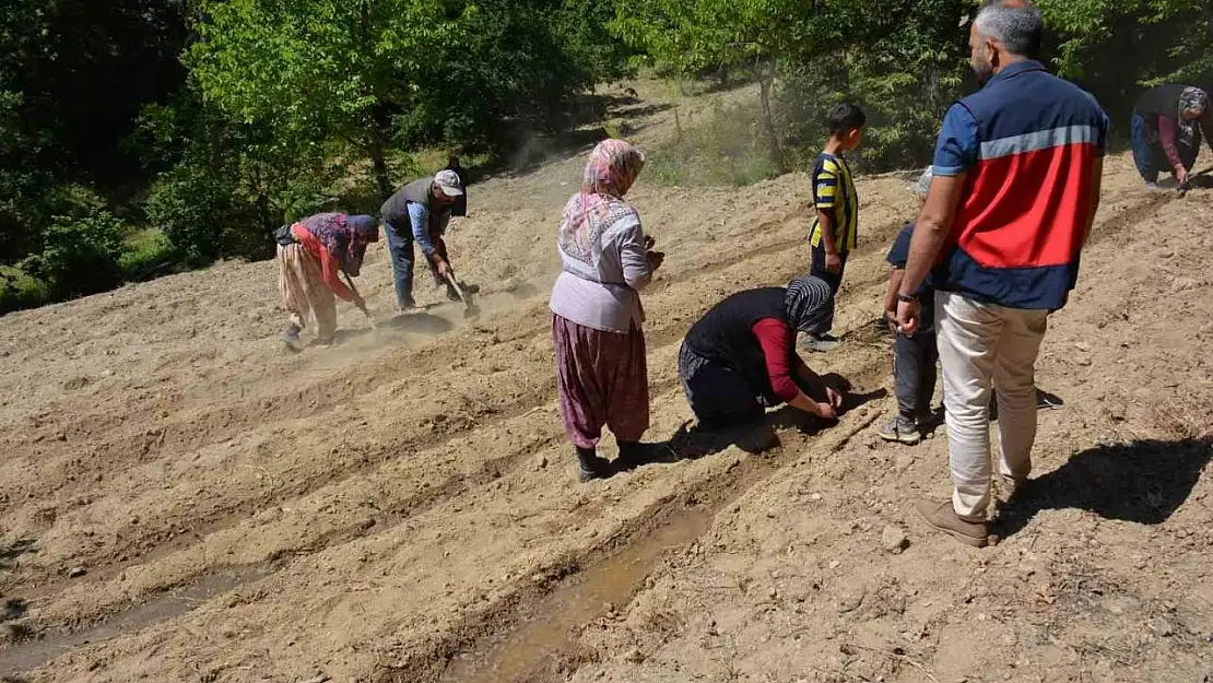 Tavşanlı'da 'Ölmez otu' fide teslimi ve dikim işleri yapıldı