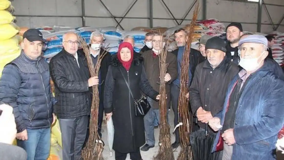 Tavşanlı'da 115 üreticiye 6 bin 400 ceviz fidanı