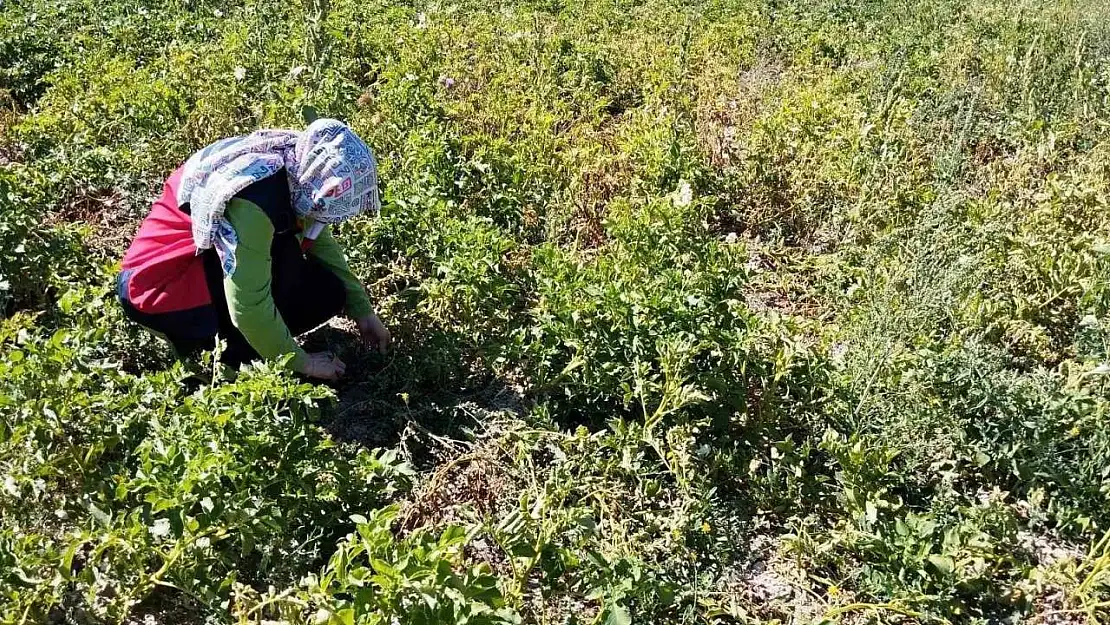 Tavşanlı'da patates üretimi yapılan alanlarda hastalık ve zararlı surveyleri yapıldı