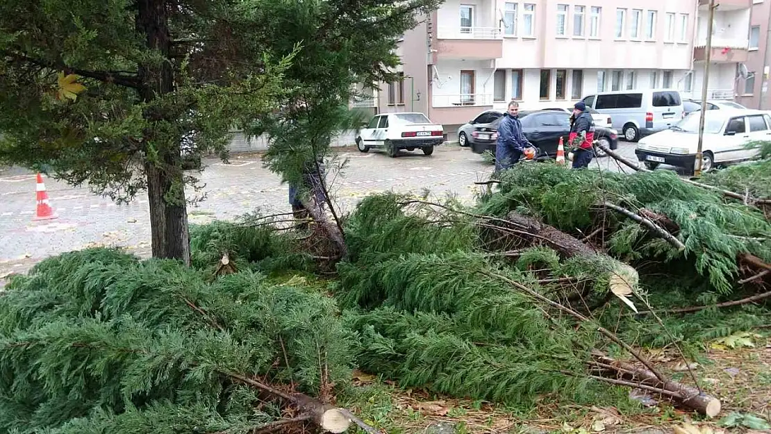 Tavşanlı'da rüzgar ağaç devirdi