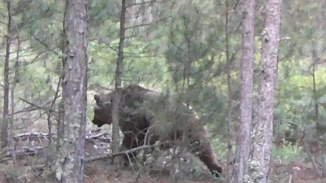 Tavşanlı ormanlarında vaşak ve yaban hayvanları görüntülendi