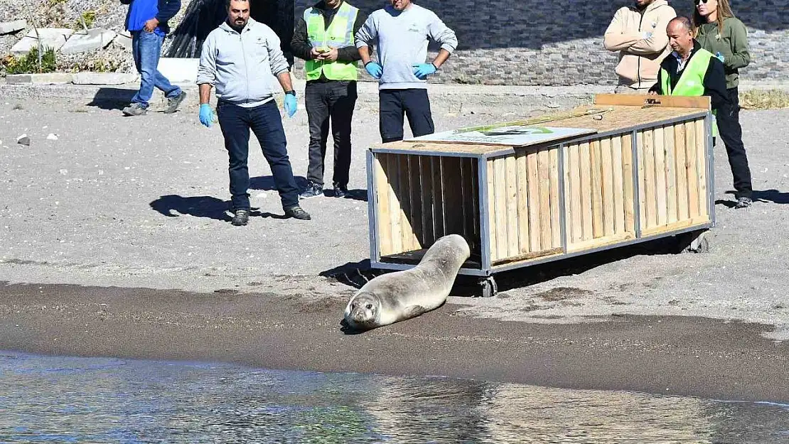 Tedavisi tamamlanan Akdeniz foku mavi sularla buluştu