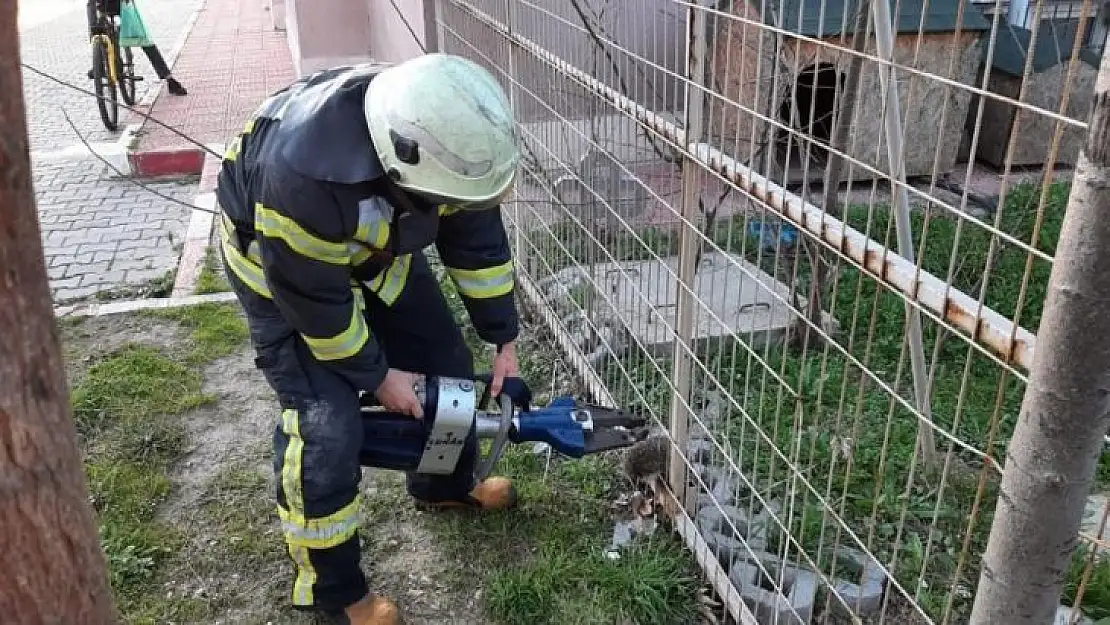 Tel örgüye sıkışan kirpi kurtarıldı