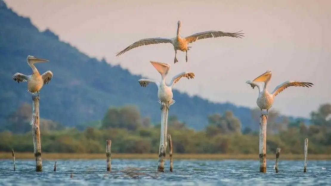 Tepeli pelikanlar Bursa'da