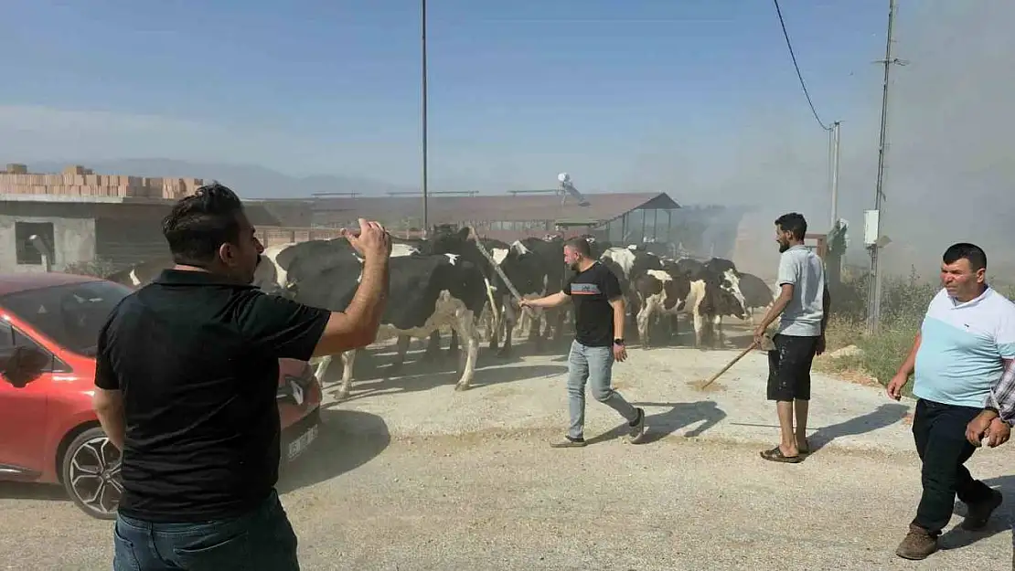 Tire'de makilik alandaki yangın köye sıçradı, bazı evler ve damlar küle döndü