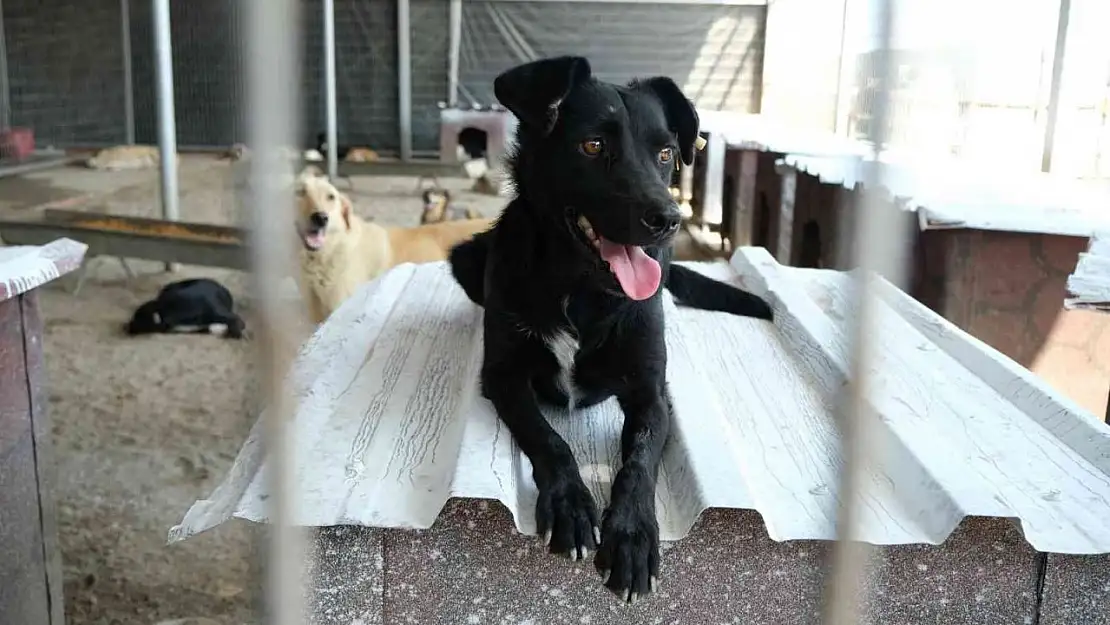 Turgutlu'da gıda atıkları sokak hayvanlarına mama oldu