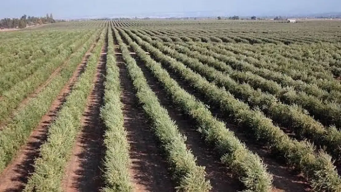 Türkiye'de İspanyol zeytin çeşitlerine ilgi artıyor