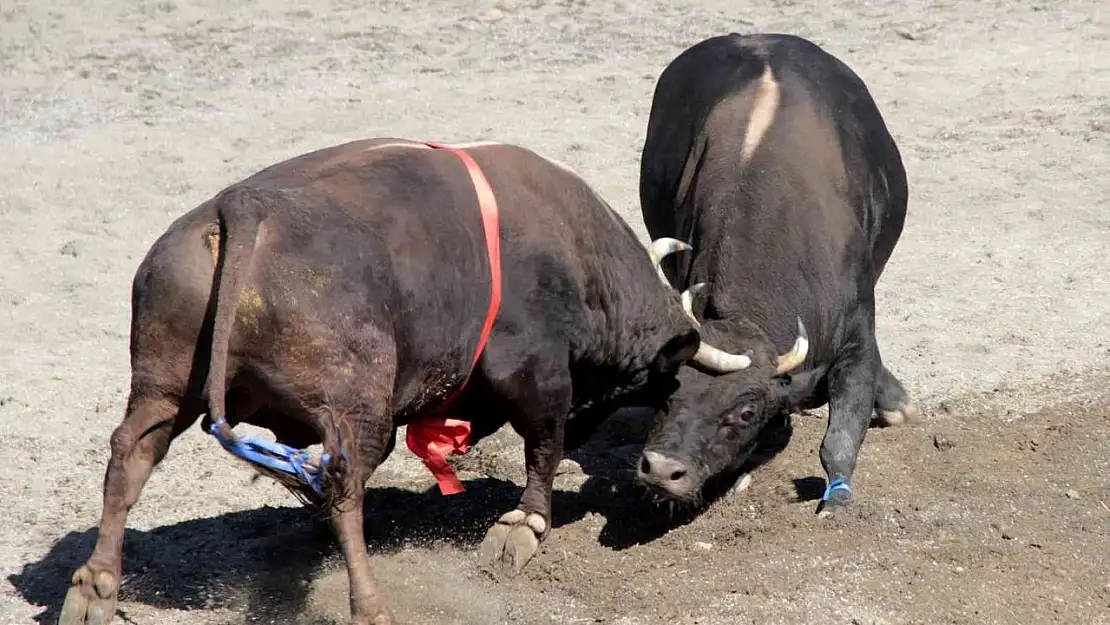 Türkiye'nin en güçlü boğaları Denizli'de arenaya çıkıyor