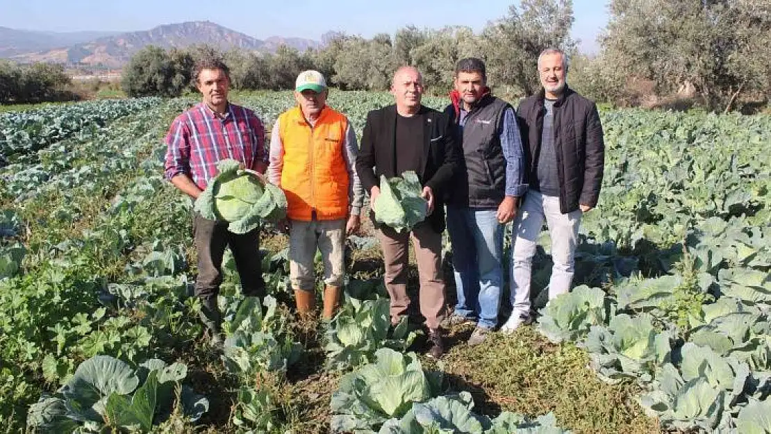 Türkiye'nin kışlık sebzesi Salihli Ovası'ndan