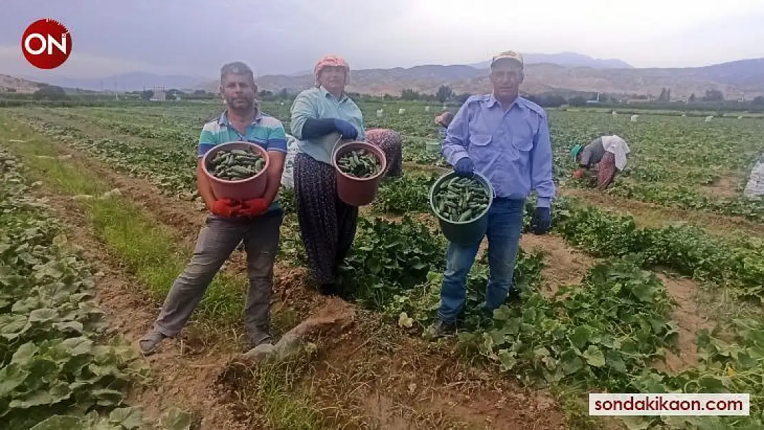 Turşuluk salatalıkta ikinci sezon