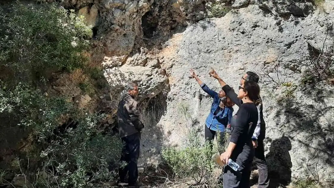 Tüylü çan çiçeğinin korunması için çalışmalar sürüyor