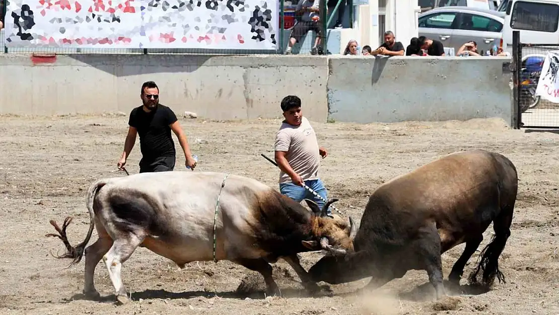 Ula arenasında yılın ilk boğa güreşi