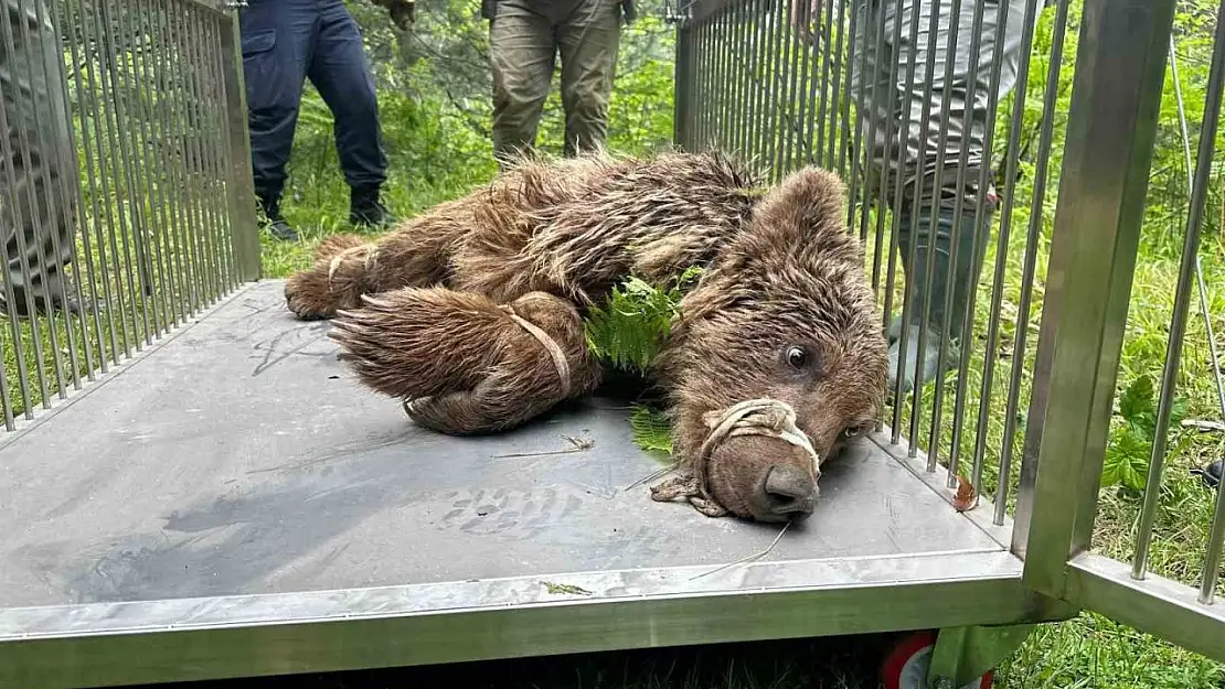 Uludağ'da operasyonla kurtarılan ayı Karacabey ayı barınağına götürüldü