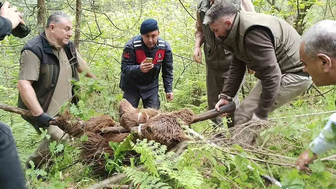 Uludağ'da yaralı ayı seferberliği