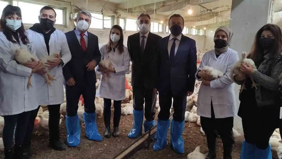 Üniversiteli köy tavukları