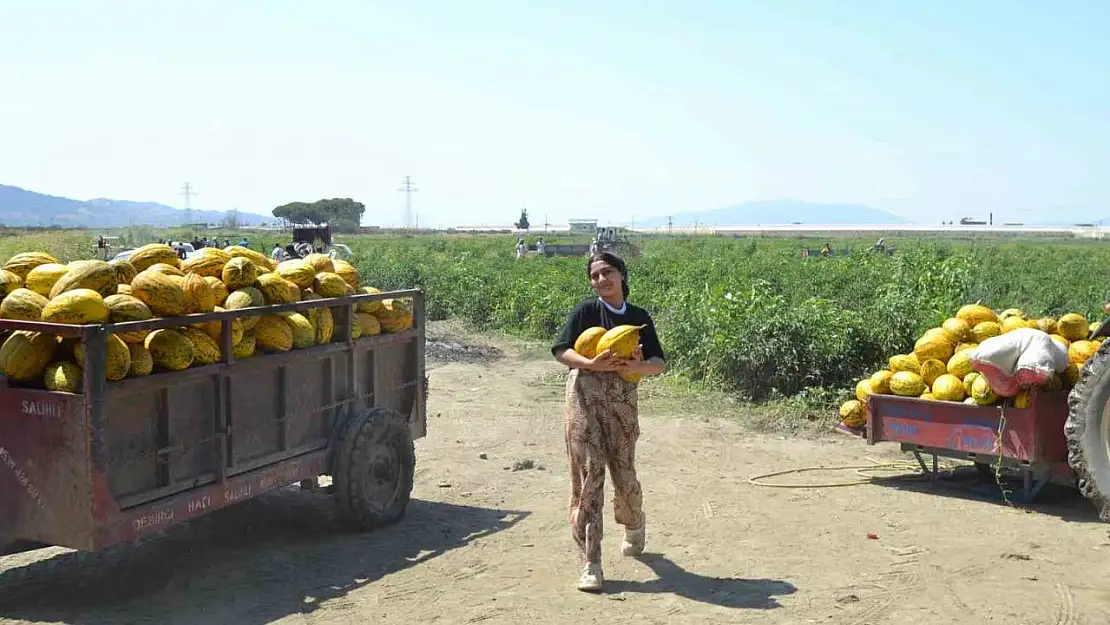 Üretici 600 ton kavun ve karpuzu ücretsiz dağıttı, duyan tarlaya akın etti