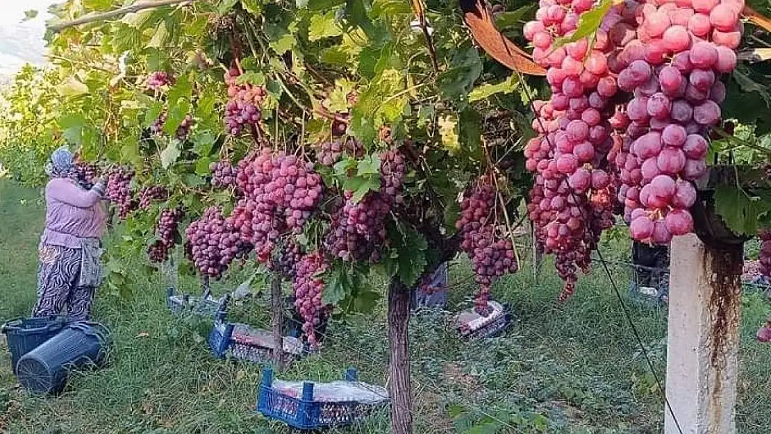 Üzüm diyarı Sarıgöl'de Red Globbe üzümde hasat devam ediyor