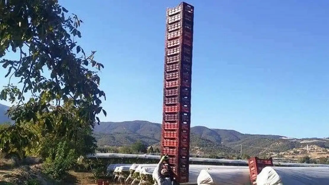 Üzüm işçisini gören dönüp bir daha baktı