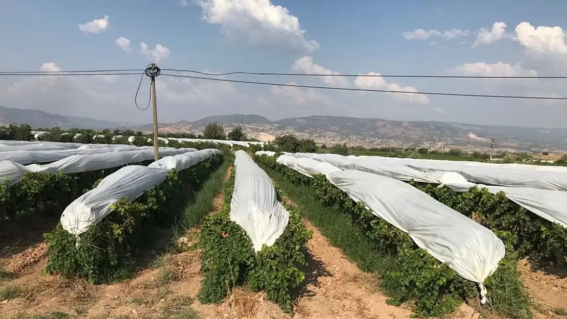 Üzümler branda örtülerle koruma altına alındı