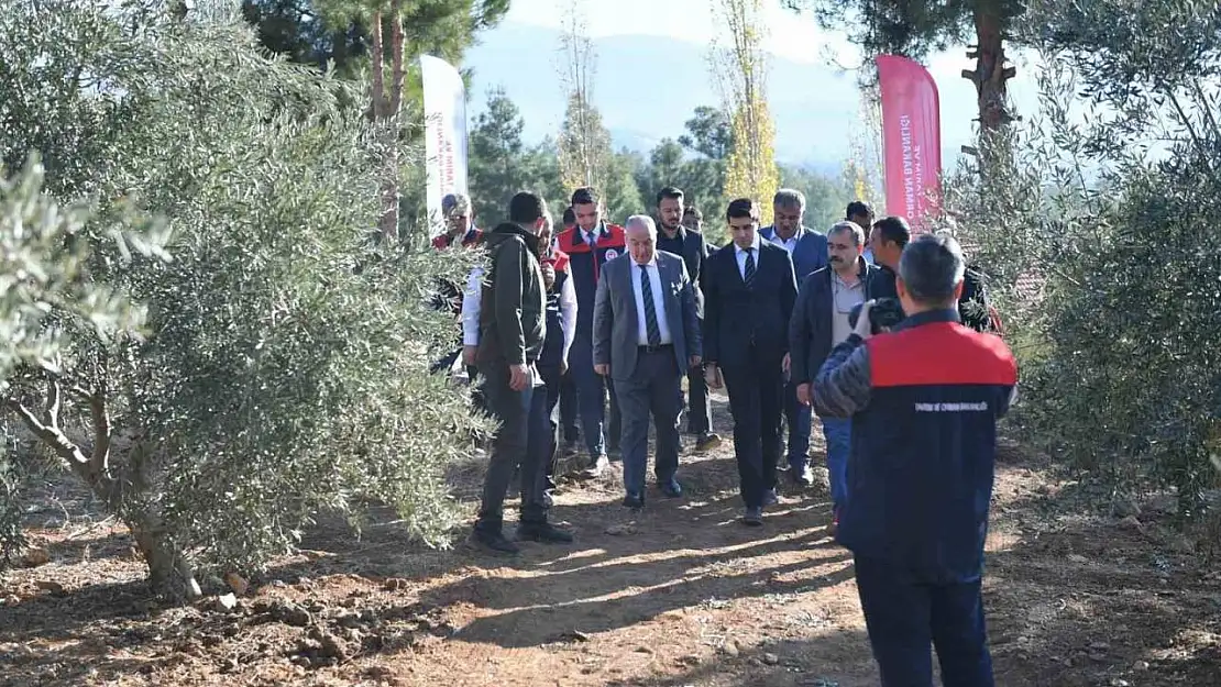 Vali Coşkun, Beyağaç'ta zeytin hasadına katıldı