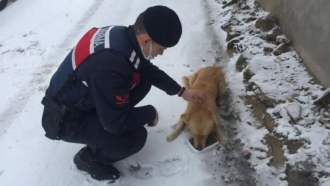 Vali Şıldak'tan Sokak Hayvanları İçin Çağrı