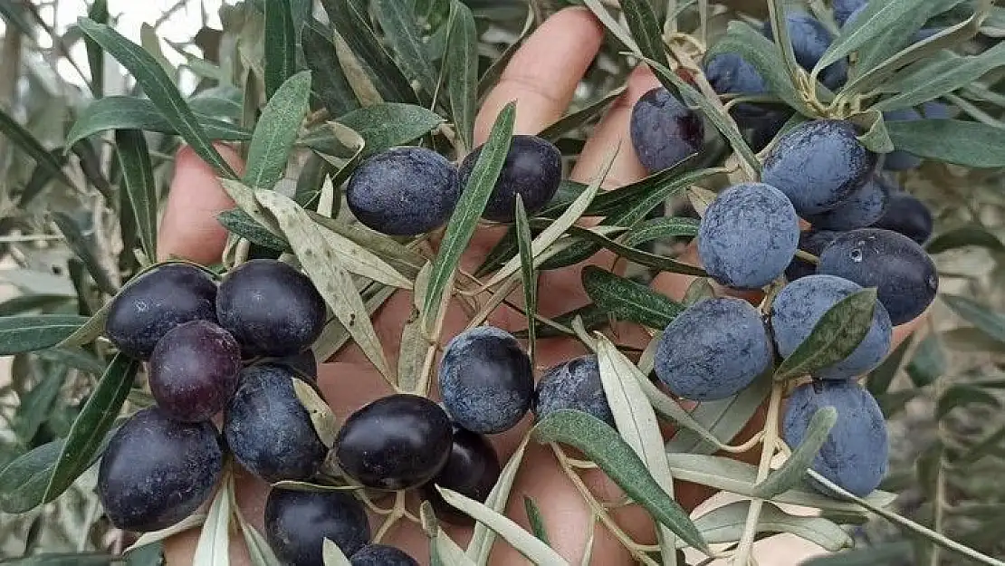 Yağışın az olması zeytin rekoltesini etkileyebilir