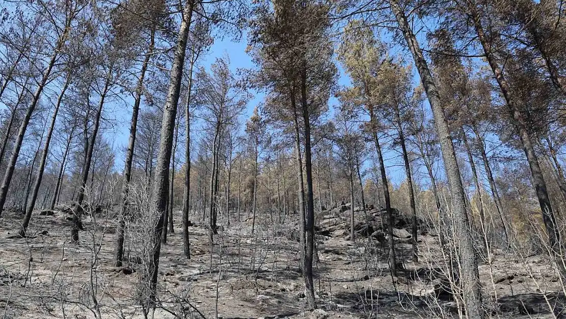 Yangın sonrası acı tablo fotoğraf karelerine yansıdı