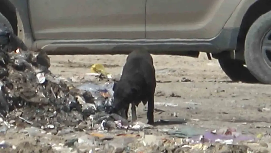 Yangında duygulandıran detay: Anne köpek dumanların içinde yavrularını aradı