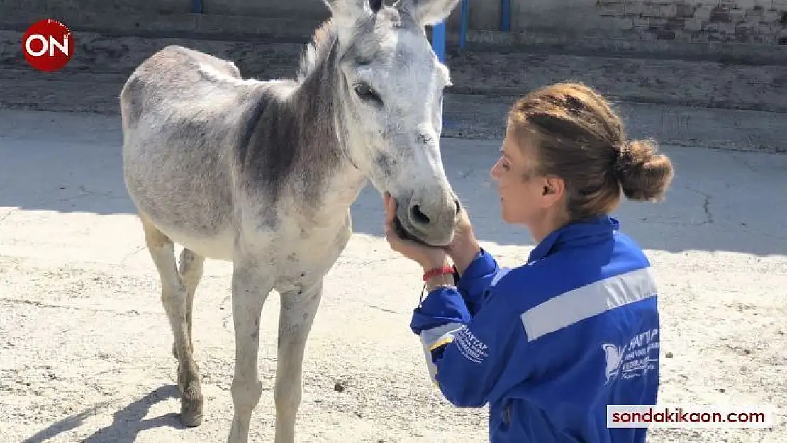 Yangında zarar gören hayvanlar sağlığına kavuşuyor