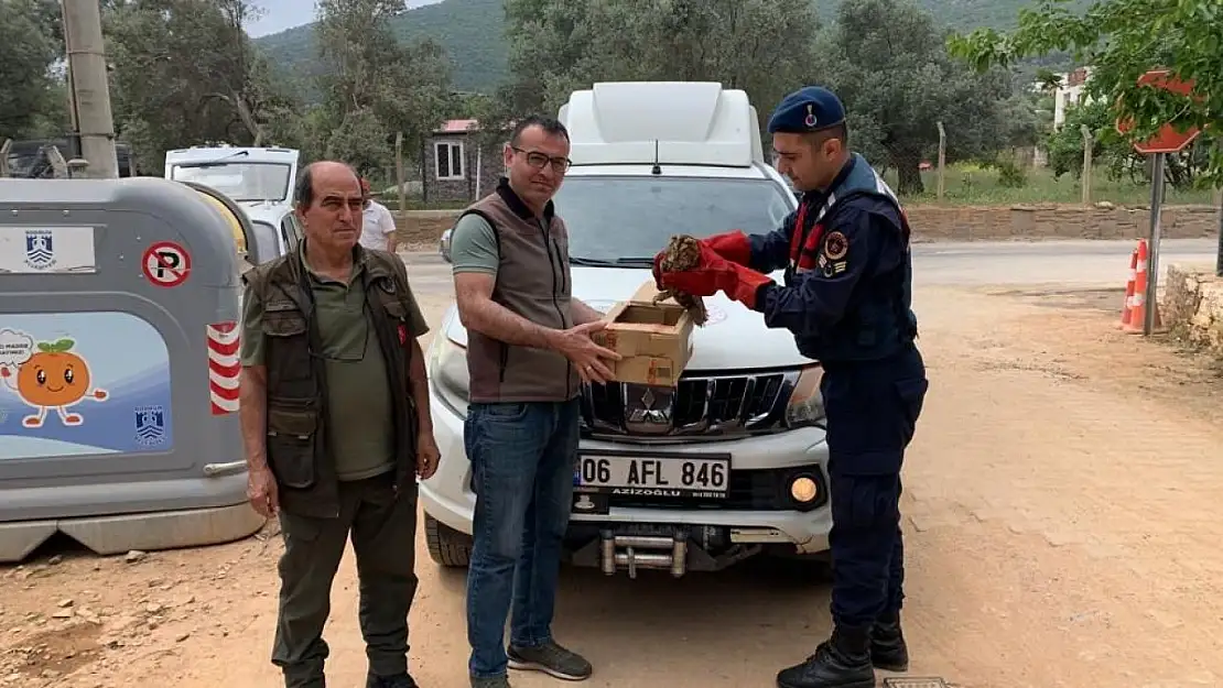 Yaralı baykuşu, jandarma kurtardı