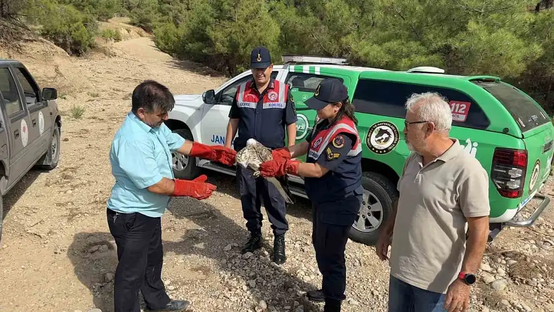 Yaralı bulunan yılan kartalı tedavi altına alındı