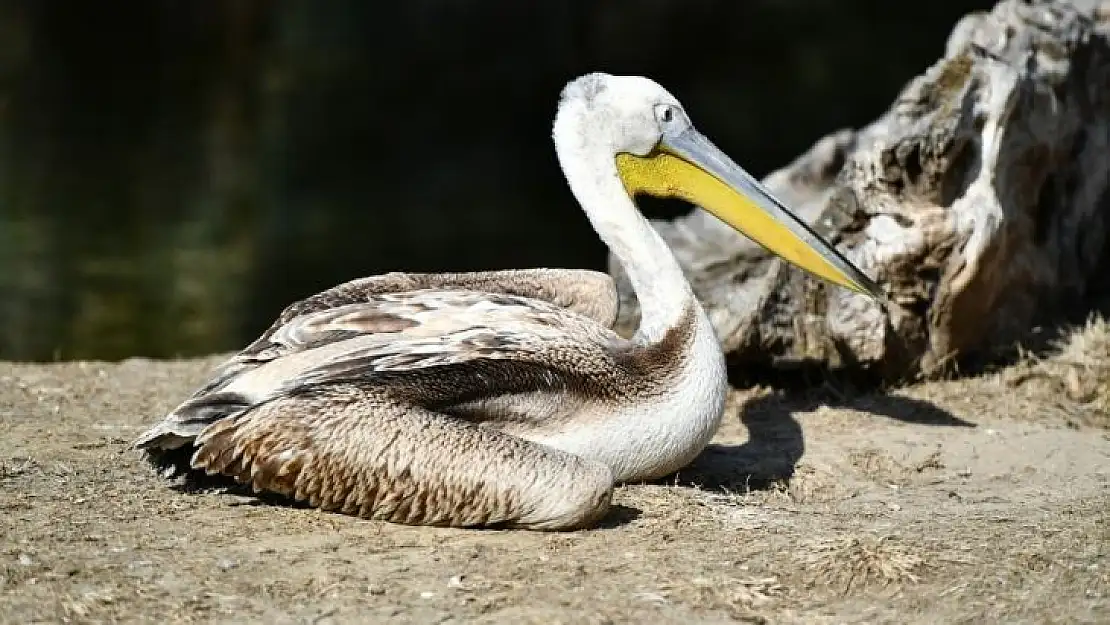 Yaralı flamingo ve iki pelikan tedavi altında