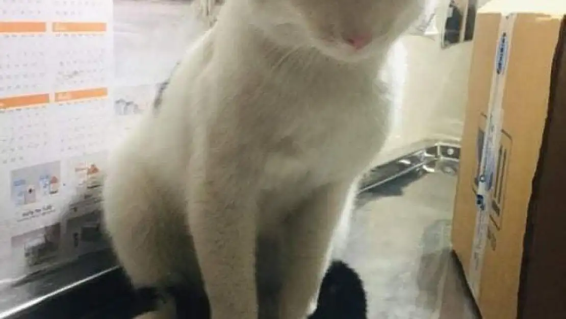 Yaralı kedi için seferber oldular