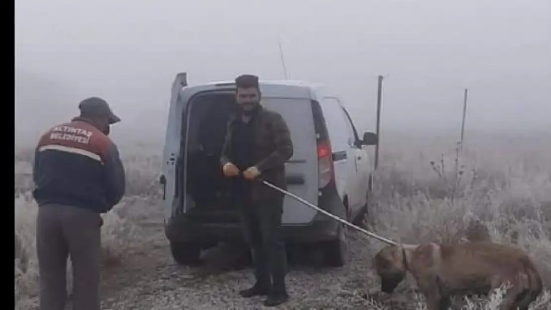 Yaralı köpek için seferber oldular