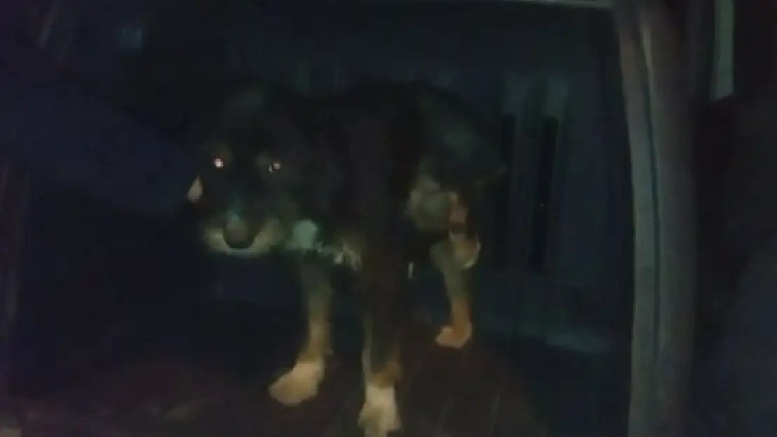 Yaralı köpek tedavi için İstanbul'a götürüldü