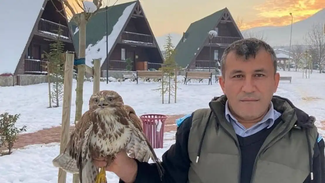 Yaralı şahine belediye sahip çıktı