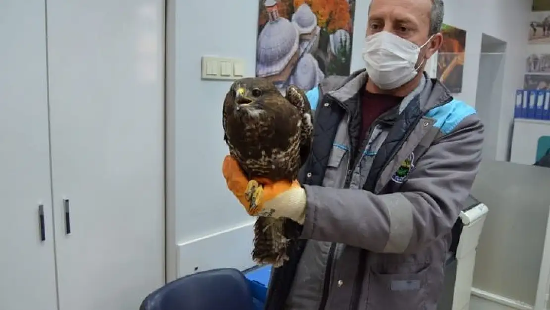 Yaralı şahine önce vatandaş, sonra belediye sahip çıktı