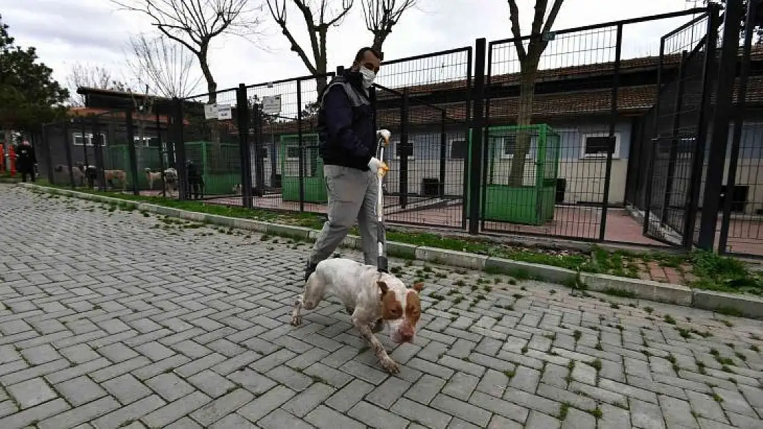 Yasaklı köpekler barınakta koruma altında