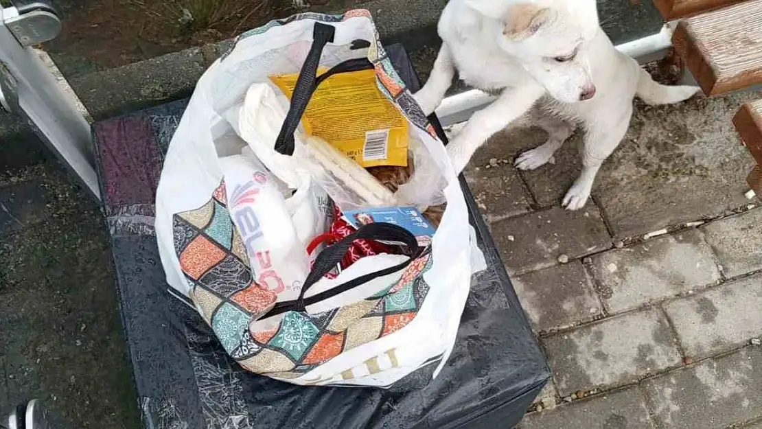 Yavru köpek soğukta 'Sahiplenin' notuyla durağa bırakıldı