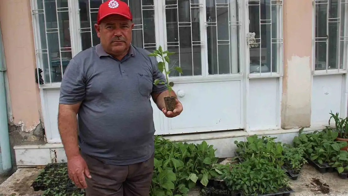 Yaz aylarının gelmesi ile fide satışları arttı