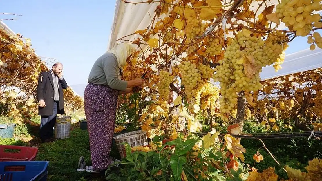 Yeni yılın ilk sofralarını Manisa'nın üzümü tatlandıracak