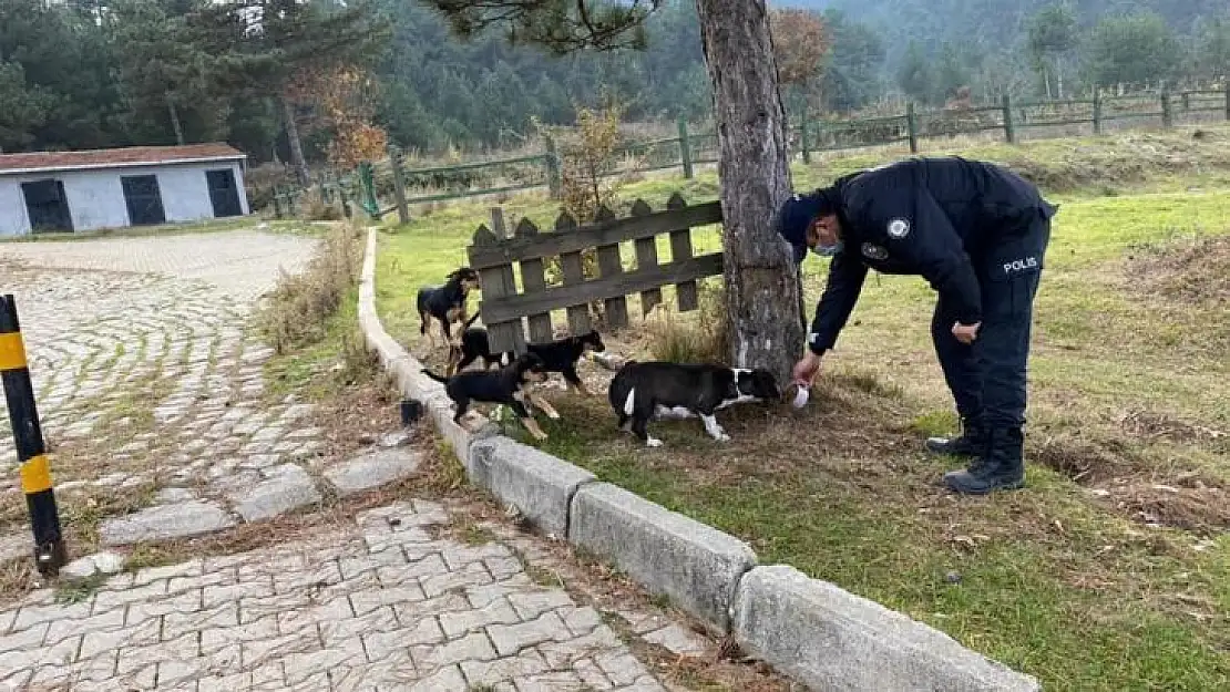 Yenice'de Emniyet ekipleri sokak hayvanlarını unutmadı