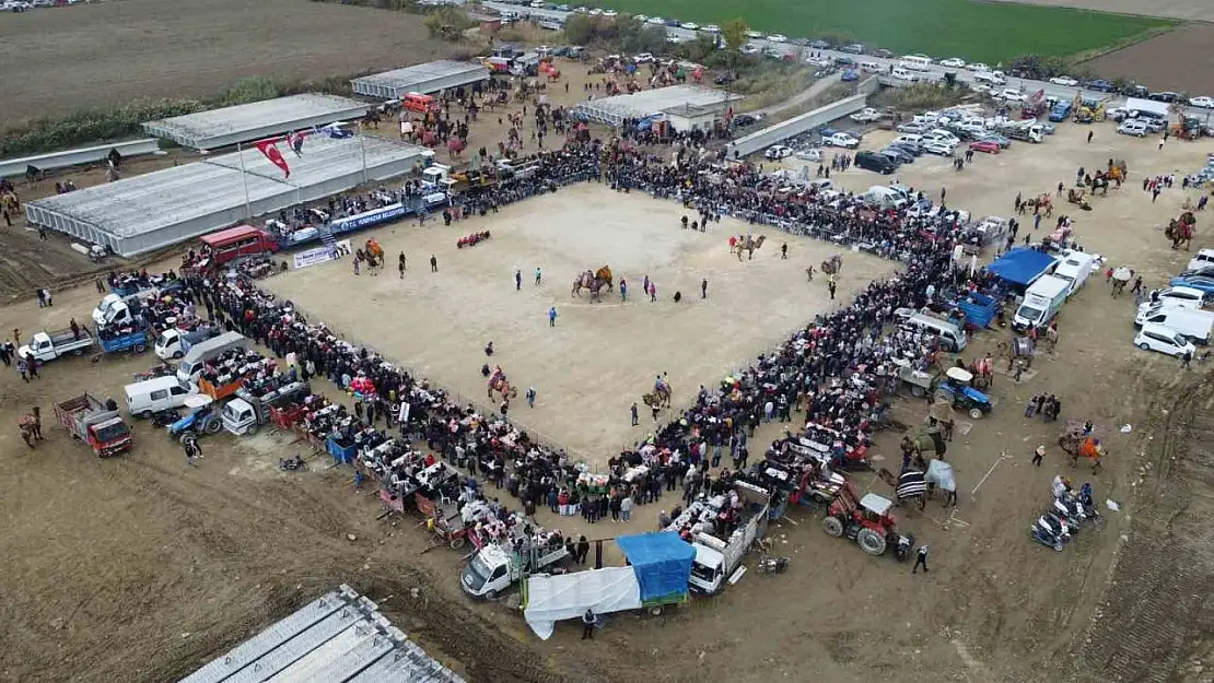 Yenipazar'da deve güreşi şenlikleri yapıldı