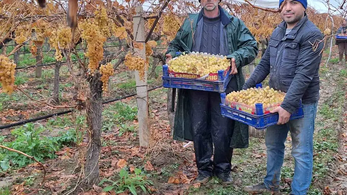 Yılbaşı üzümleri yola çıktı