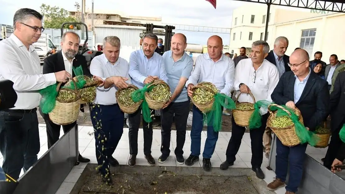 Yılın ilk erken hasat zeytinyağı üretildi