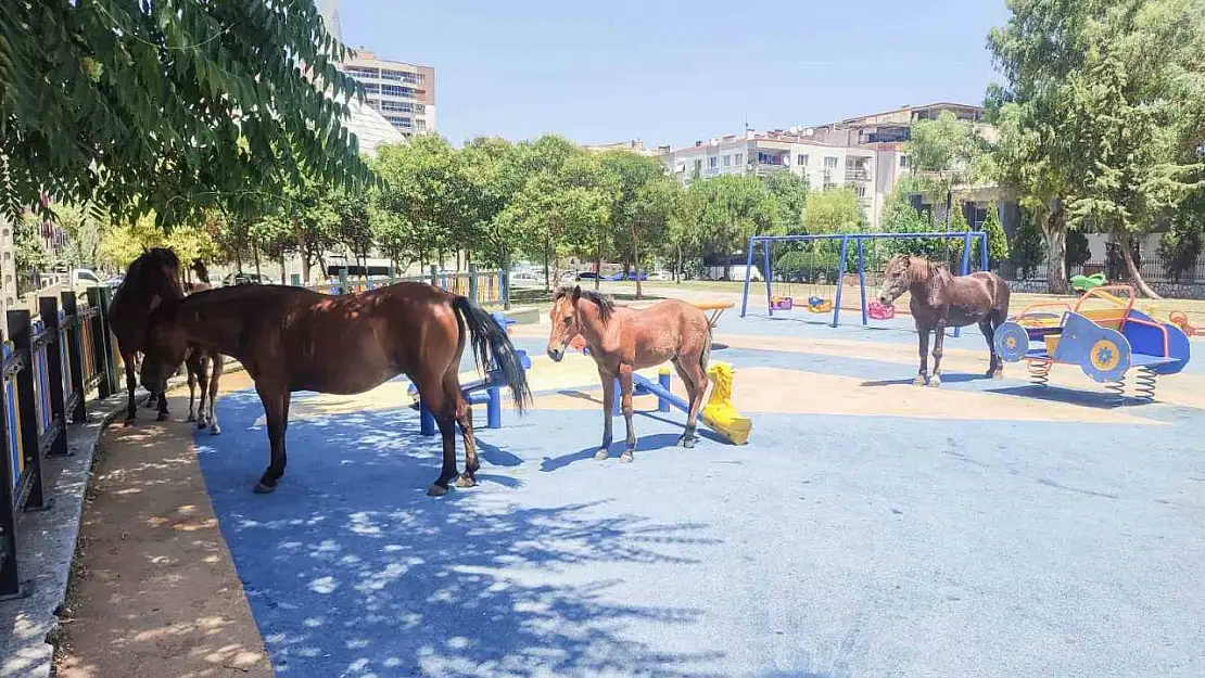 Yılkı atları çocuk parkını sevdi