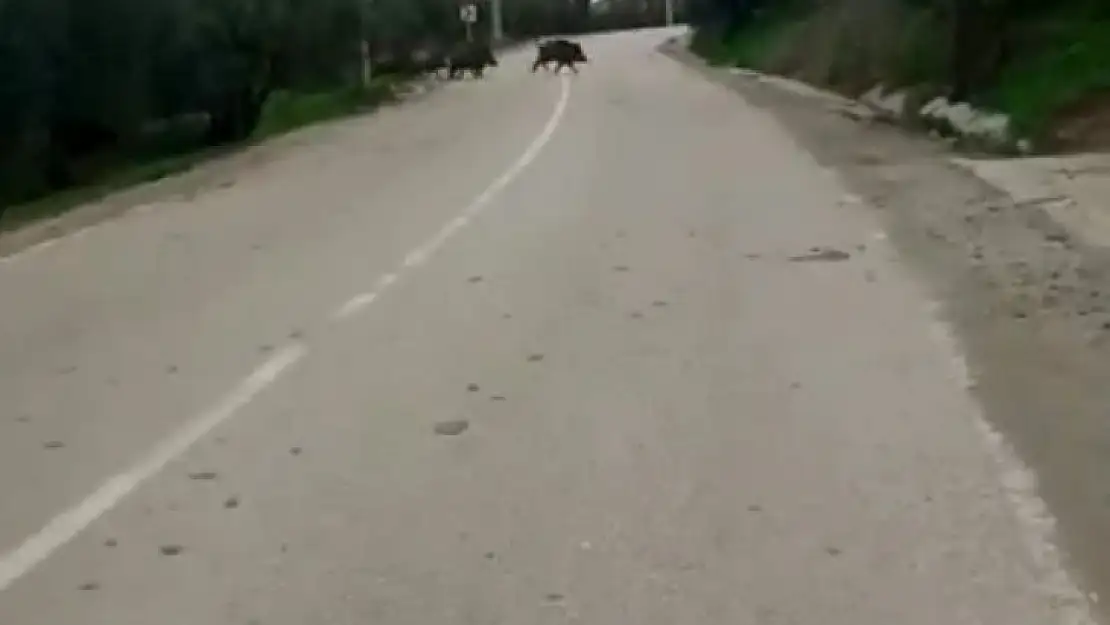 Yolda biranda karşılarına domuz sürüsü çıktı