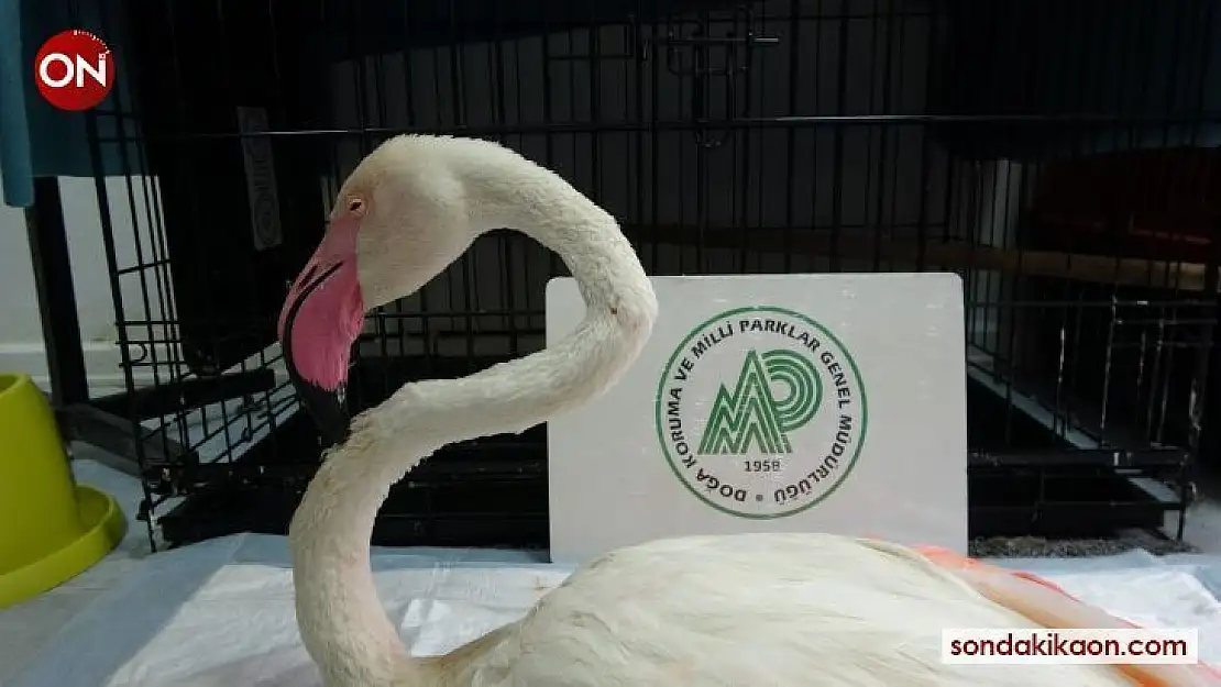 Yorgun flamingo Çanakkale'de tedavi altına alındı
